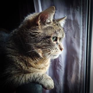 Un gros plan de mon chat qui regarde par la fenêtre