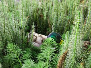 Un canard qui se cache derriere des plantes