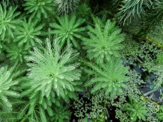 des plantes verte en forme de pomme de pain