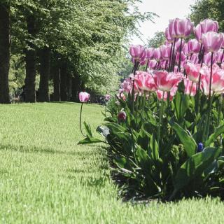 Un massif de tulipe avec une seul tulipe qui tente de s'en échapper