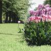Un massif de tulipe avec une seul tulipe qui tente de s’en échapper