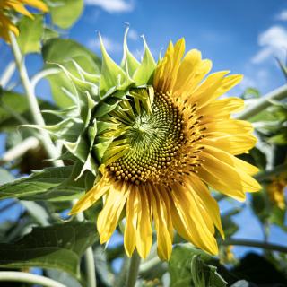 Un tournesol a moitié ouvert