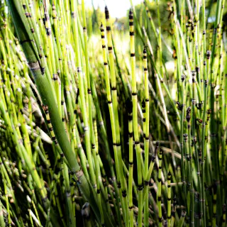 Des petit bambou vert