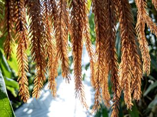 Le soleil rayonne au travers d'une plante marron/orange créant un contrast entre les bords éclairer et le cœur sombre