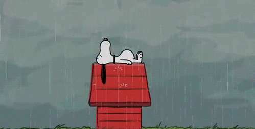 Droopy coucher sur sa niche, sous la pluie