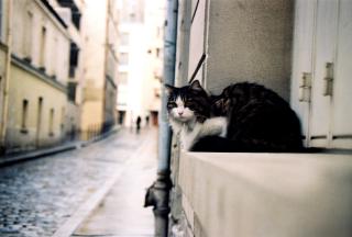Un chat sur un rebord de fenêtre