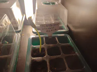 Petit pouce d'un Flamboyant avec les proto-feuilles visibles