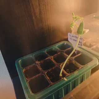 Petit pouce d'un Flamboyant avec les vraies feuilles qui commencent à pousser