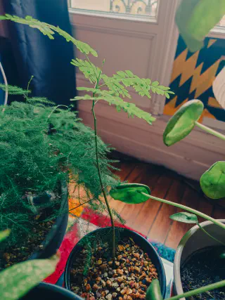 Petit Flamboyant tout vert