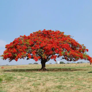 Un arbre rouge majestueux, le Flamboyant