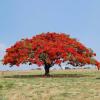 Flamboyant Un arbre rouge majestueux, le Flamboyant