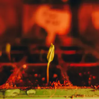 Jeune pousse de Pili Pili