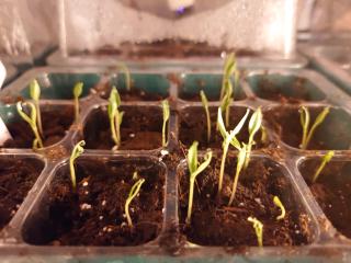 Pili Pili seedlings with cotyledons. Every pot have one or more.