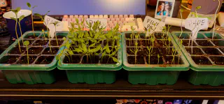 Deux mini-serres de Pili Pili montrant un stade différent de croissance. Le bac de gauche est bien plus rempli et grand que celui de droite qui était à la fenêtre