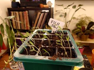 The seedlings turn and chase the light. They lean toward the window to get most light as possible.