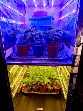 Deux cases de Kallax remplies de petits pots dans lesquels se trouvent les Pili Pili