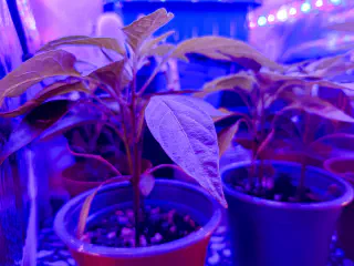 Gros plan sur une feuille d'une plante de Pili Pili