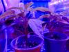 Gros plan sur une feuille d’une plante de Pili Pili