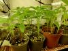Plein de petits pots avec des plants de Pili Pili dedans