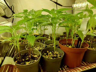 Plein de petits pots avec des plants de Pili Pili dedans