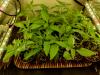 Vue du dessus d’un plateau rempli de petits pots avec des plants de Pili Pili dedans