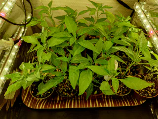 Vue du dessus d'un plateau rempli de petits pots avec des plants de Pili Pili dedans
