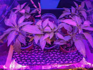 Vue du dessus d'un plateau rempli de petits et moyens pots avec des plants de Pili Pili dedans